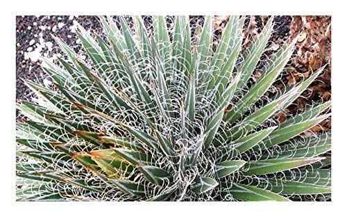 Stk - 10x Agave multifilifera Faden Sukkulent Garten Pflanzen - Samen B613  - Seeds & Plants Shop by Ipsa : Amazon.de: Garten
