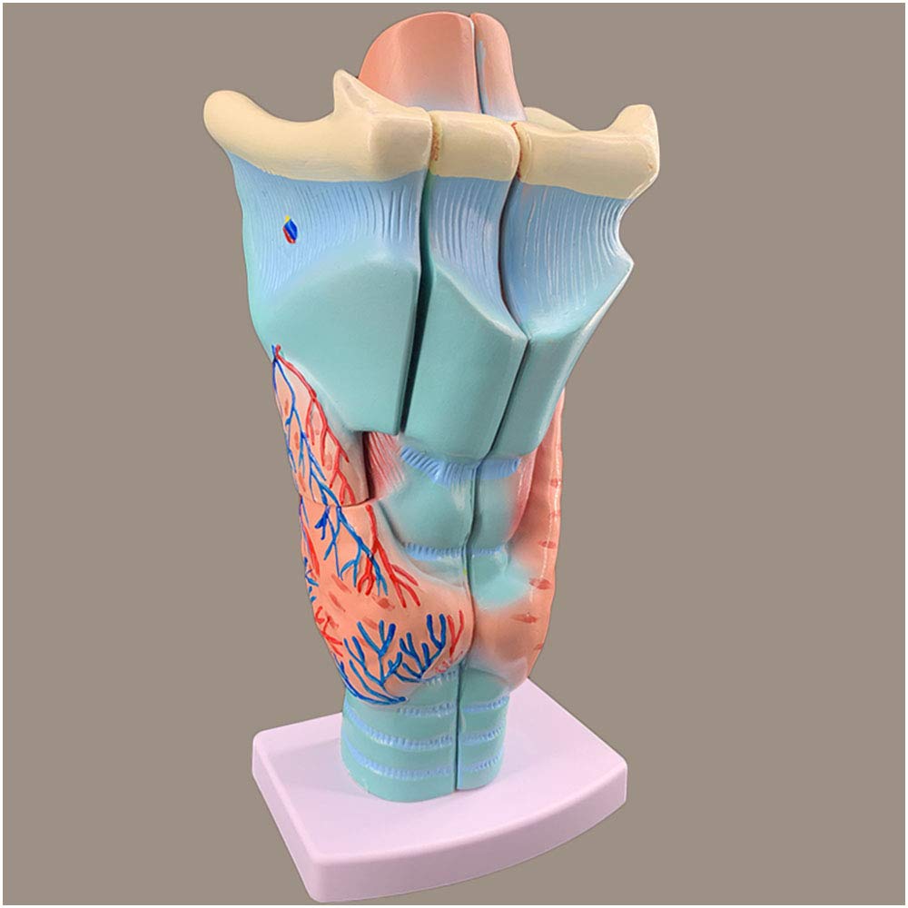 Model Ludzkiego Gardła - Model Narządu Gardła 2x - Model Anatomii Naczynia Krwionośne Gardła - PCV - Dla Nauki O Klasie, Wyposażenie Laboratoryjne