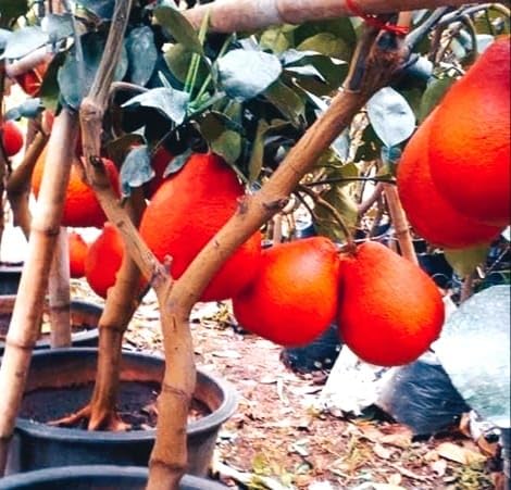 Image of GreenWorld Special Big Size Thai Red Batabi Lemon /Lebu Plant,(GRAFTED /GUTI KOLOM) Healthy Live Plant,''Fruit After 1 Year''