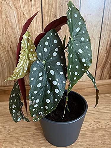The Plant Paradise Begonia Maculata Plant for Indoor & Outdoor Decoration with Plants (B0BWRCDW7W) Amazon Price History, Amazon Price Tracker