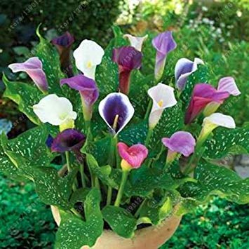 True Calla, Flower Seeds Bonsai Zantedeschia aethiopica (Not Calla Lily Seed) Bulbous Root Flower Pot for Garden 2 Pieces 6 : Seeds Only