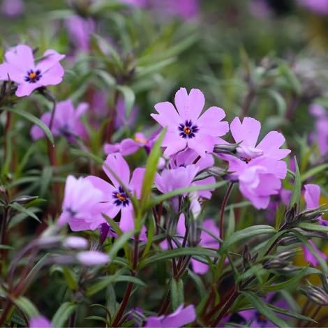 Phlox-Blumensamen, 100 Stück, Lila Phlox-Blumensamen, 100 Stück, Lila