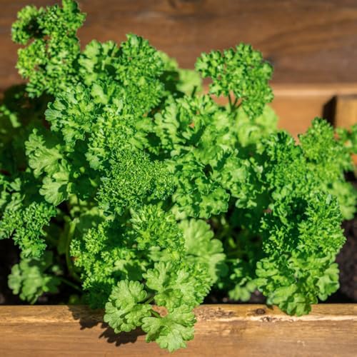 semillas de perejil, balcón, para elevados, variedades antiguas 800pcs