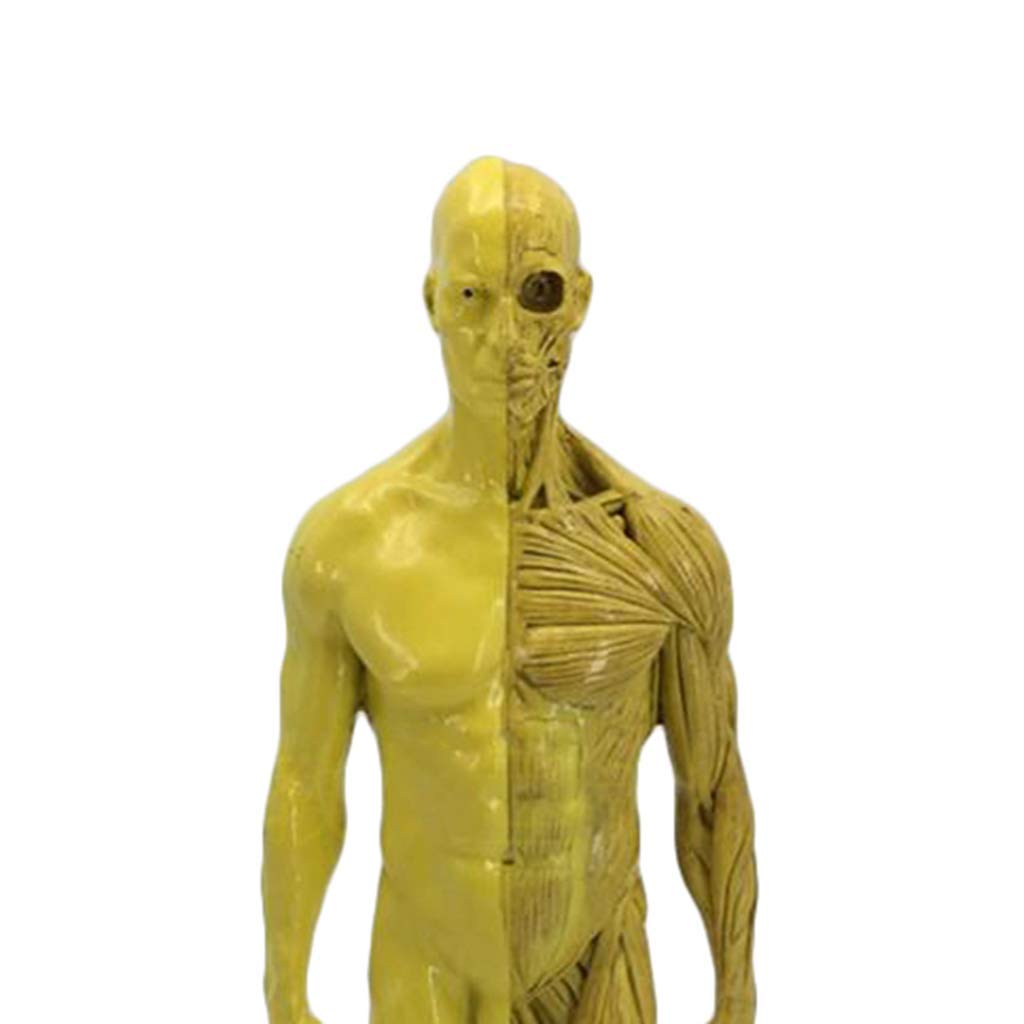 Sjdopulse Men's Anatomical Human Muscle Model Musculoskeletal Anatomy Medical Educational Training Aid ()