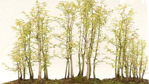 Redwood Forest Bonsai Tree Seeds - 40 Seeds - Sequoia Bonsai Seeds for Planting - Sequoia...