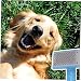 VILLFUL Hundebürste Mit Stachelzähnen Zum Entfilzen Und Entfernen Von Unterwolle Pflegendes Hundegrooming-Tool Mit Rutschfestem Griff Komfortable Pflege Für Hunde Und Welpen