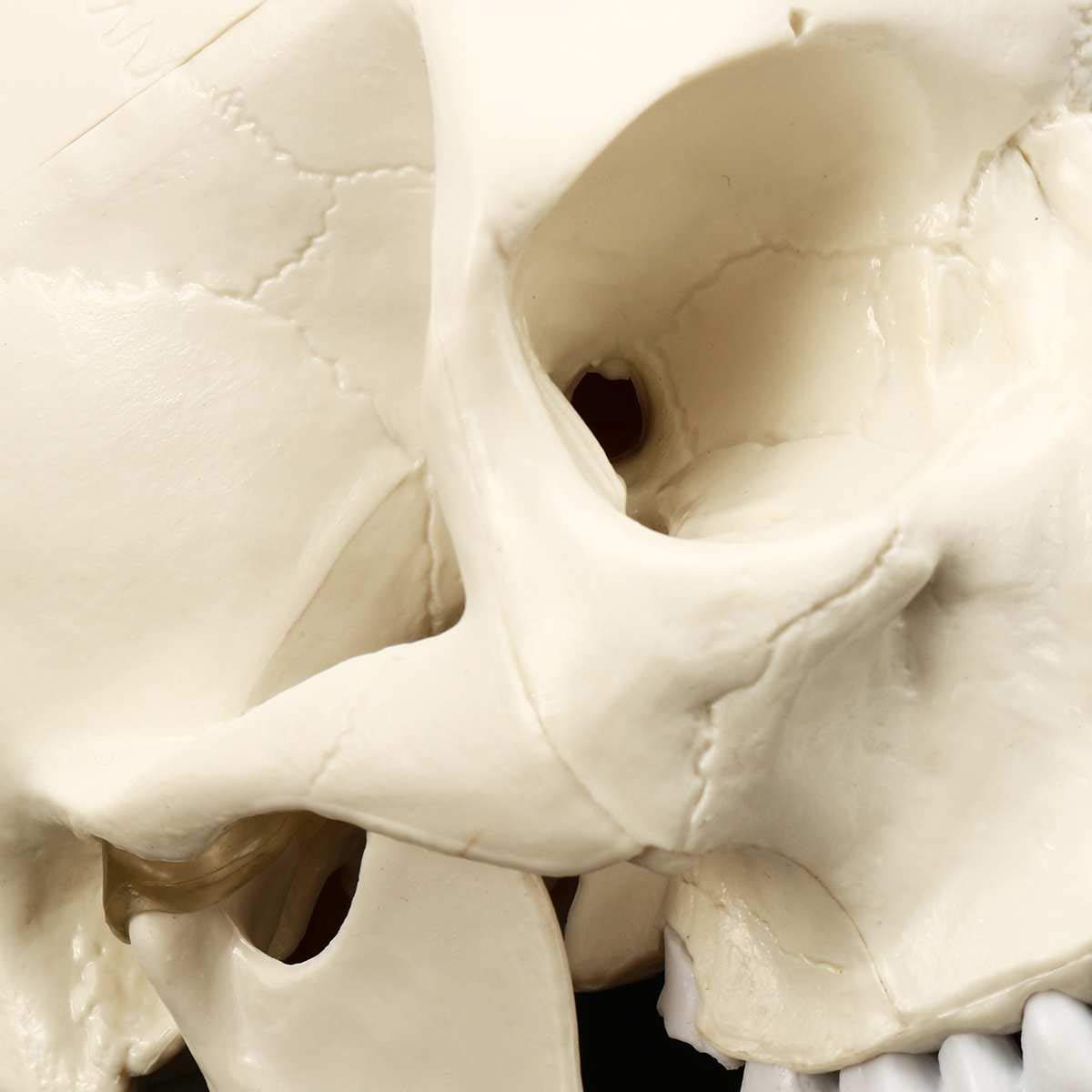 Model anatomiczny Model czaszki, anatomia człowieka Medycyna Anatomia Głowa Ludzka czaszka Materiały do nauki Nauczanie anatomii 19,5 15 21 cm