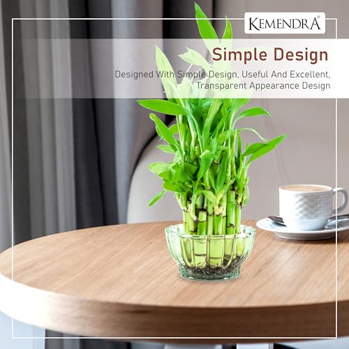 Image of Bamboo Pots |pots for Lucky Bamboo | Decorative Glas | Transperant Glass Bowl | Crystal Cut Glass Pot for Brazilian Wood Plant | (Plant not Included) (Medium, 1, Count)