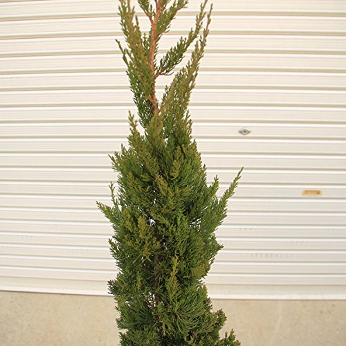 Amazon | 庭木：カイヅカイブキ（貝塚伊吹）かいづか*針葉樹