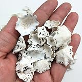 PEPPERLONELY Star Limpets Sea Shells, 8 OZ 300+PC Shells, 1/2 Inch ~ 1 Inch