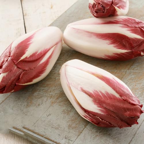 semi di cicoria resistenti di resistenti radicchio biologico aiuole rialzate per giardino, sementi da giardino, 300pcs