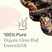 Plant Therapy Organic Clove Bud Essential Oil 100% Pure, USDA Certified Organic, Undiluted, Natural Aromatherapy, Therapeutic Grade 10 mL (⅓ oz)