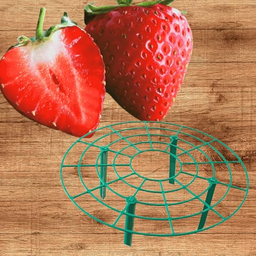 5 June Bearing Strawberry Plants Plus 5 Strawberry Plant Supports - Produced in The USA - Bare Root Strawberry Plants from Hand Picked Nursery (5, Green)