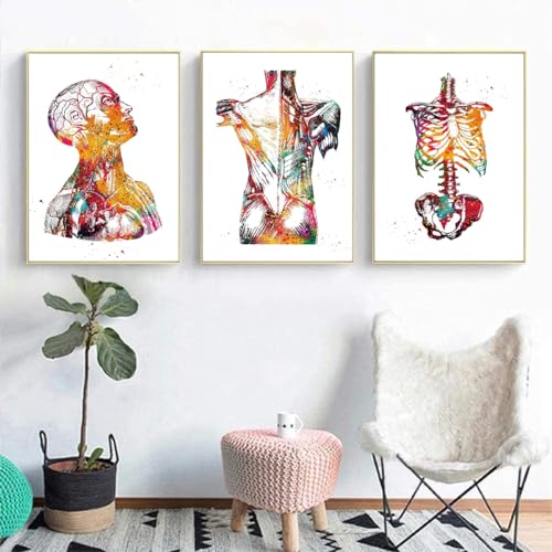 KXHHYB Juego de 3 pósteres de anatomía, cerebro de corazón y anatomía humana, póster de pared de hospital, clínica, póster de pared de medicina, sin marco (B, 30 x 40 cm x 3)