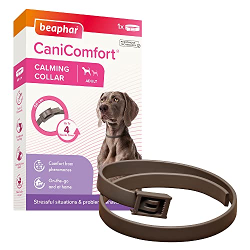 Beaphar - CaniComfort Collare calmante per Cani Adulti (Fino a 65 cm) - Fornisce Supporto Continuo a Cani ansiosi e nervosi - Inizia a Lavorare in 15 Minuti - Aiuta ad alleviare la Paura dei fuochi