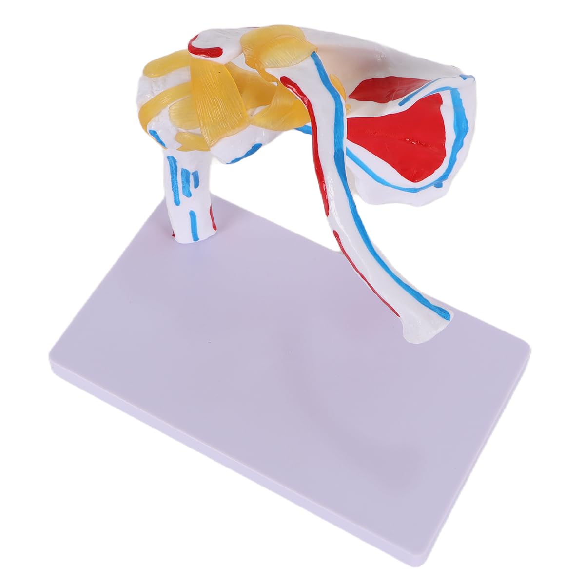 Alide Modello di articolazione della spalla umana, modello di articolazione della spalla con omero mobile, per studi medici, supporto didattico per l'insegnamento