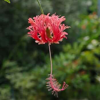 Amazon.co.jp: 花苗 ハイビスカス フウリンブッソウゲ 1株 / 国