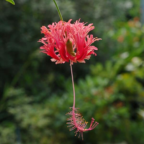 Ａ372希少❗風鈴ハイビスカス★抜き苗発送☆沖縄育ち★ フォロー割再開❗️ A372希少❗風鈴ハイビスカス☆抜き苗発送☆沖縄育ち☆ フォロー