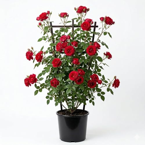 Image of Rare Original Red Climbing Rose Live Plant with Pot Fragrant Flowering Vine | Fast Growing Creeper Rose Plant for Balcony Terrace Wall Fence Garden | (Rose Plant Pack of 1) (RED CLIMBING ROSE)