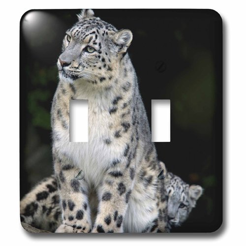 3dRose (lsp_132849_2) Snow Leopard, Panthera Uncia, Asia Andres Morya Hinojosa Double Toggle Switch