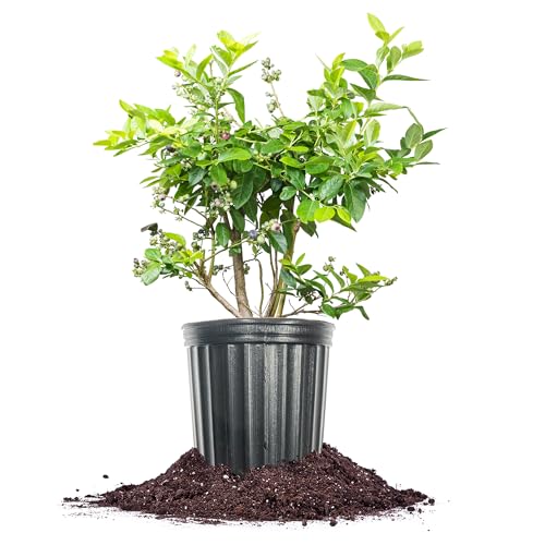 Perfect Plants Duke Blueberry 3 Gallon
