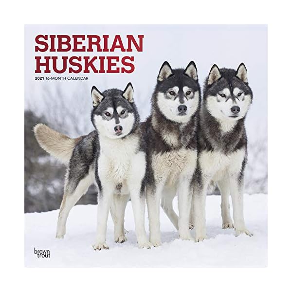 Siberian Huskies - Sibirische Huskies 2021 - 16-Monatskalender mit freier DogDays-App: Original BrownTrout-Kalender…