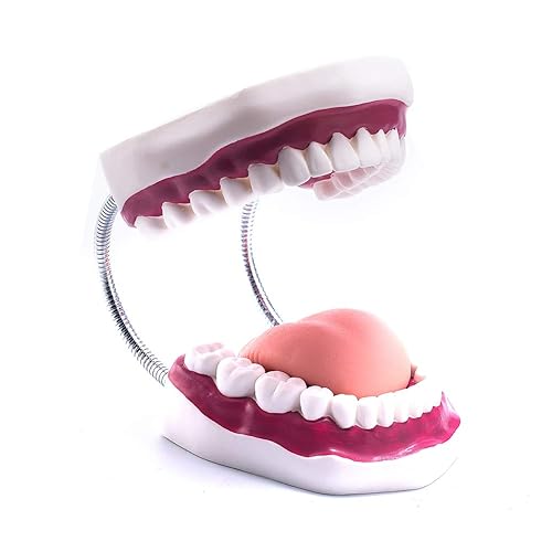 Miniatura 4 de El modelo dental del diente grande 6 veces amplía el modelo de la boca de la dentadura con la lengua movible para la terapia del habla