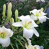 6 x Taglilie 'Gentle Shepherd' - Hemerocallis 'Gentle Shepherd': Weiße Blüten mit sanftem Duft.