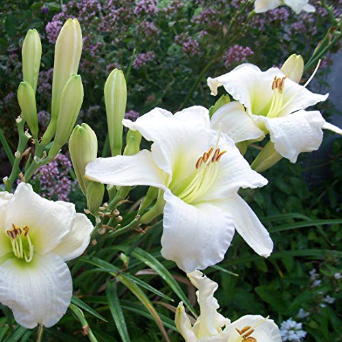 6 x Lis d'un jour, Hémérocalle 'Gentle Shepherd' - Hemerocallis - Godet 9x9cm - Fleurs blanches, floraison estivale, massifs