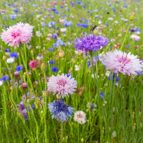 semillas de aciano, interiores, perennes resistentes jardín 1000pcs