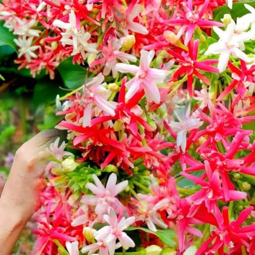 Image of Madhumalti Rangoon Creeper Live Plant with Pot | Madhu Malati Double Petal Highly Fragrant Climbing Flower Vine | Fast Growing Flowering Creeper for Home Garden Balcony Terrace Decor | Pack of 1