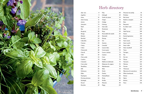 Reader'S Digest Reader'S Digest The Essential Book Of Herbs: Gardening * Health * Cooking  thumb #3