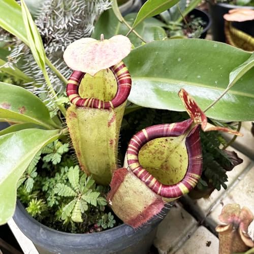 Semillas de plantas de jarra Nepenthes - Semillas de plantas carnívoras, Plantas de interior, de semillas de flores. plantas verdes, macetas Jardín interior, decoración del 100pcs
