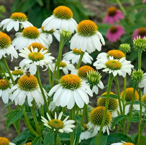 Votaniki Echinacea Purpurea PowWow White (Coneflower) – Hardy Perennial Coneflower