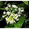 FloraPlax Raat Ki Rani, Raat Rani, Night Blooming Jasmine Plant With ...