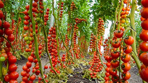 RAISE ME UP: Seeds Vine Tomato Indeterminate Non GMO Heirloom