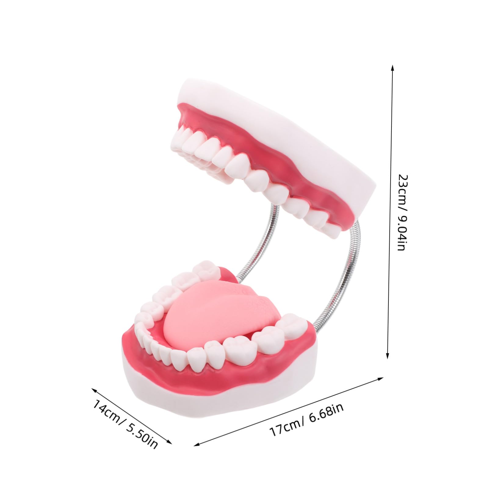 Modello di Protesi Dentaria Ortodontica Modelli di Denti per Istruzione Modello di Dente Umano Strumento di Intaglio per Studenti di Odontoiatria