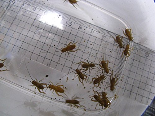 ニホンヤモリは何を食べる？ヤモリの餌を紹介！  ぶっくんブログ