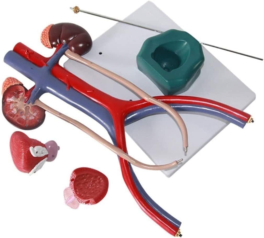 XINGLUOY Kidney bladder ureter anatomical model urinary reproductive system for training physiology