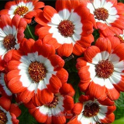 Promione!issimi fioristi cinesi Cineraria Semi di piante da fiore Semi di fiori per casa e amp; Mix da giardino colori rari 200 pezzi