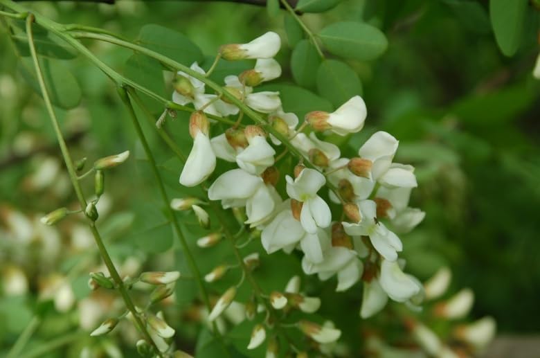 Miniatura 5 de CscyyAmz Miel de acacia cruda, 100% natural, sin procesamiento, sin aditivos. 9.9 oz. Apicultores Li WenBo. El polen recogido por la miel es polen