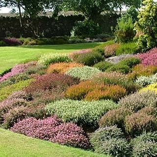6 Mixed Heathers CALLUNA & Erica Varieties Colourful Flowering Plants