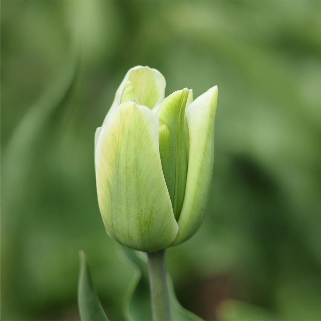 Premier Seeds Direct - Tulip Bulbs (Green Spirit, 10)