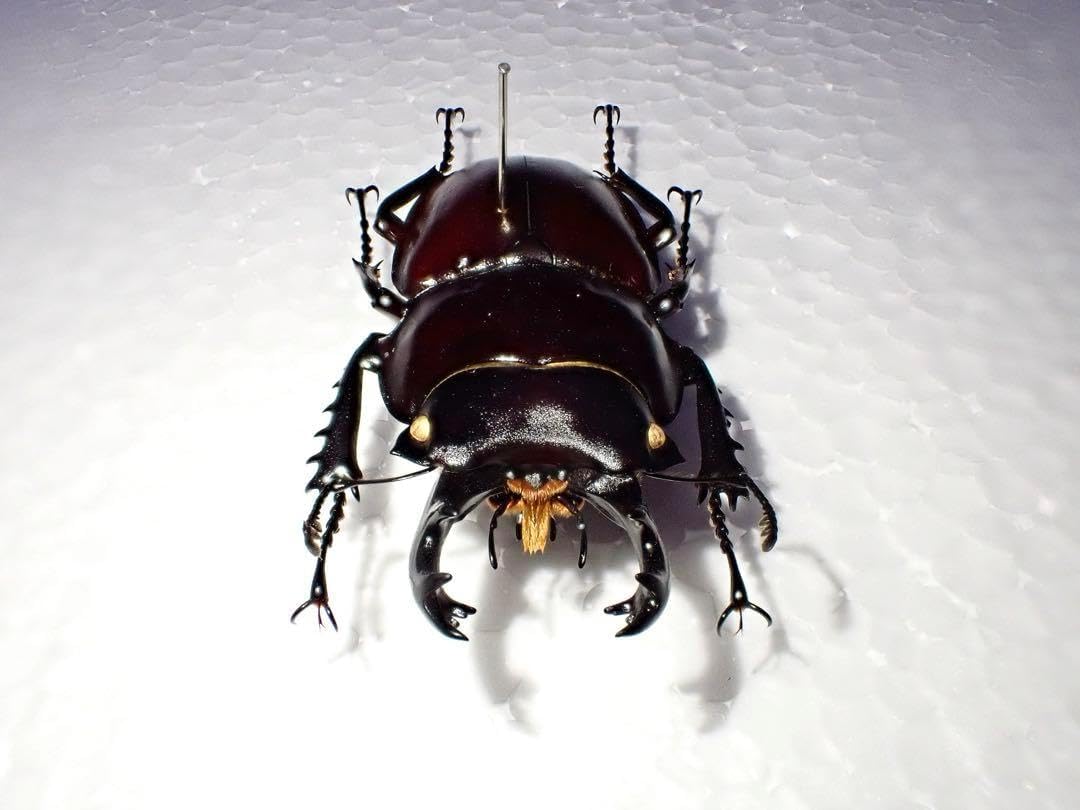 【標本】ヤエヤママルバネクワガタ　西表島産　61.3ミリ　飼育品 標本】ヤエヤママルバネクワガタ 西表島産 61.3ミリ 飼育品 標本