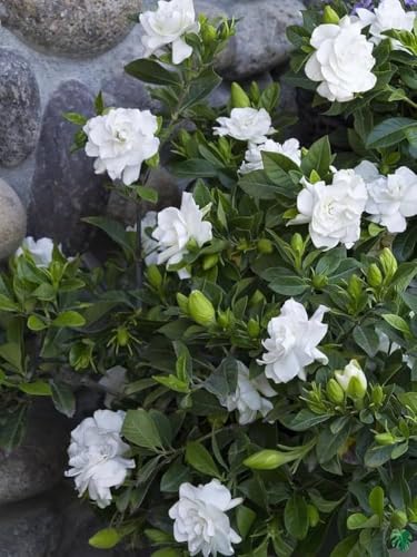 Image of Live Gandharaj Flower Plant | Cape Jasmine Live Plant with Pot | Gardenia jasminoides White Flowering Plant for Home Garden & Balcony