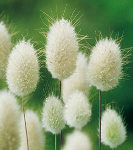 PREMIER SEEDS DIRECT - Ornamental Grass Seeds - LAGURUS OVATUS - Bunny Tails (6.5 Grams)