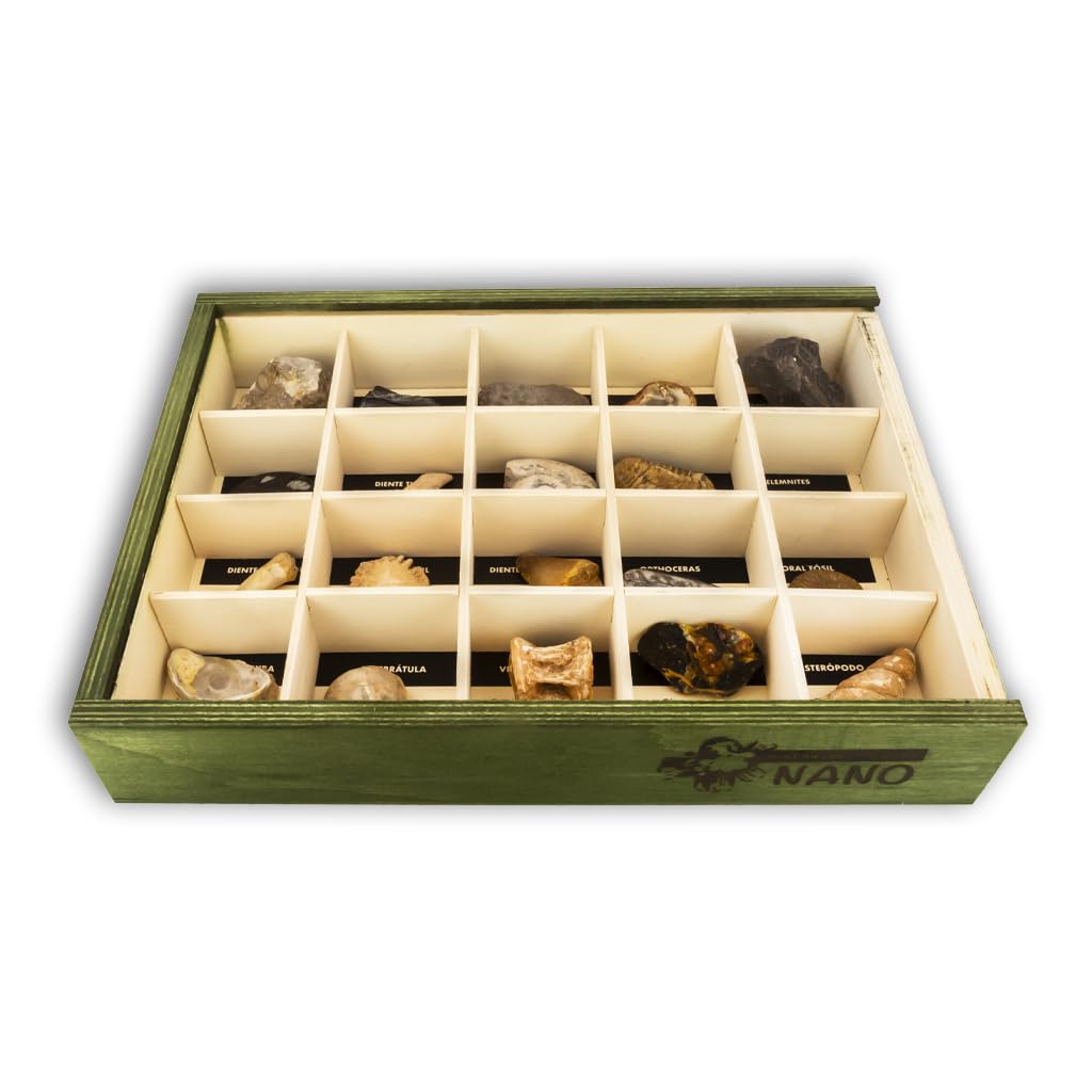 Colección de 20 Fósiles del Mundo Premium en Caja de Madera Natural - Fósiles Reales educativos de Gran tamaño con Hoja de descripción. Kit Geología para niños