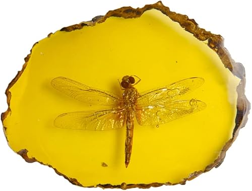 Ximimark 1 unids hermosa ámbar libélula fósil insectos pulido manual especímenes de insectos verdaderos