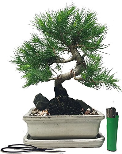 A16sfs Aleppo Pine Pinus Halepensis Indoor Outdoor Bonsai Tree Free |  Desertcart Maldives