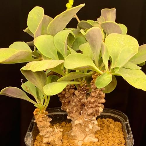 �劔���o �I�g���i �w���[ �����A�� �򍪐A��